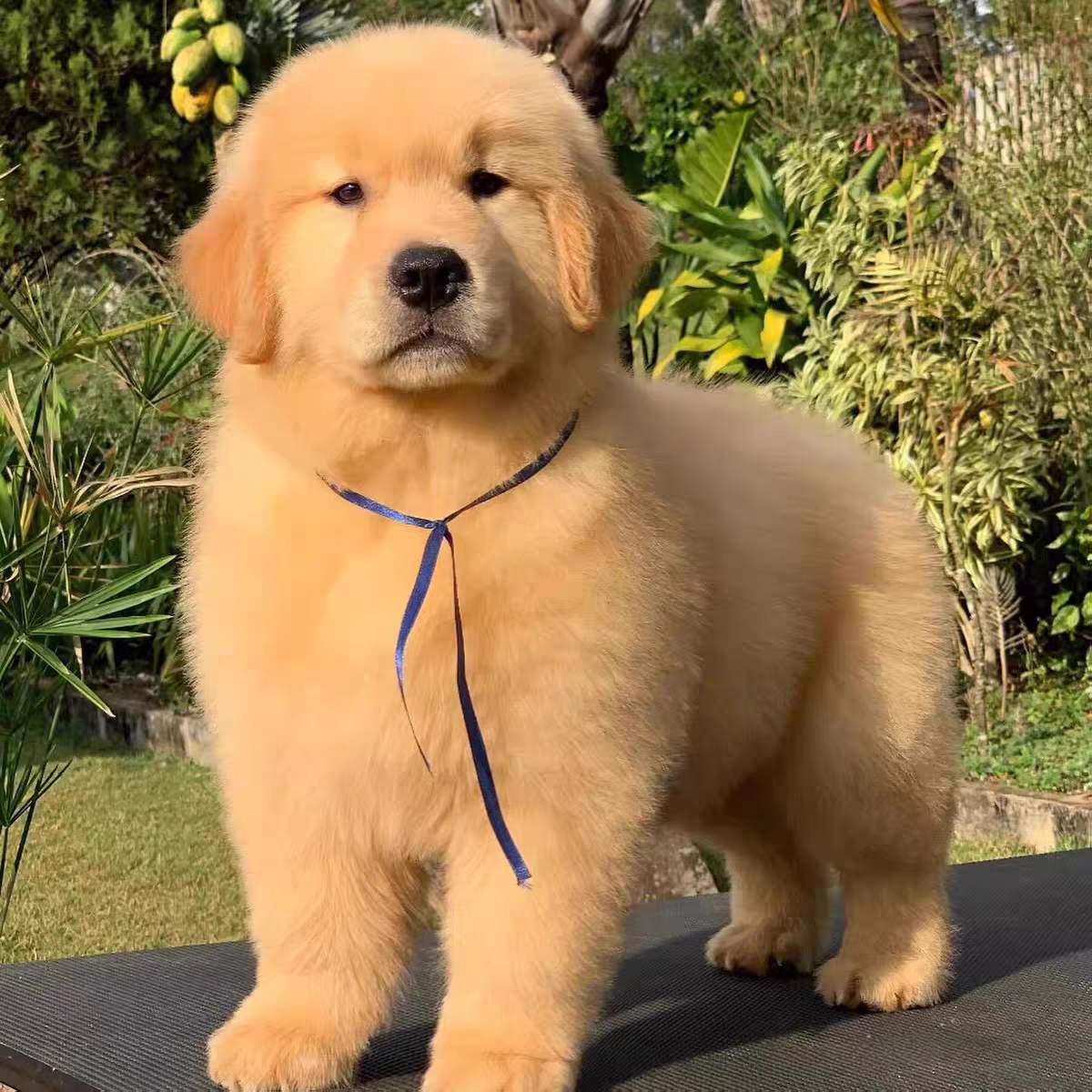 犬舍直销批发价格出售金毛巡回猎犬